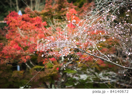 冬桜とモミジ 84140672