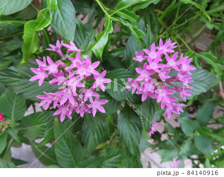 11月の台北の街角に咲いた紫色のペンタス(クササンタンカ)の花 11月の台北の街角に咲いた紫色のペンタス(クササンタンカ)の花 84140916