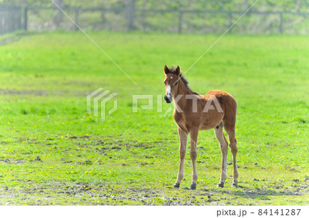 牧場で遊ぶ美しいサラブレッドの仔馬 84141287