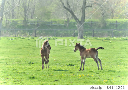 牧場で遊ぶ美しいサラブレッドの仔馬 84141291