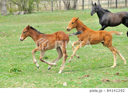 牧場で遊ぶ美しいサラブレッドの仔馬 84141292