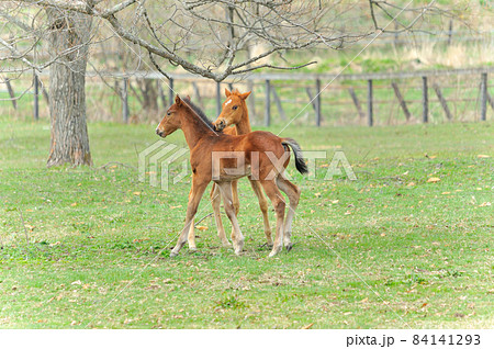 牧場で遊ぶ美しいサラブレッドの仔馬 84141293