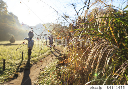 神奈川県横浜市戸塚区の原風景舞岡ふるさと公園の冬 84141456