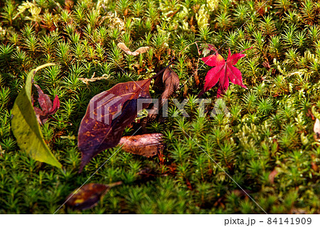 落ち葉 84141909