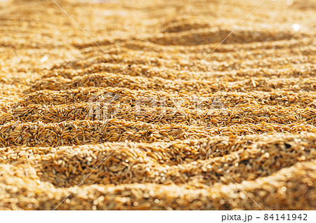 rice paddy stock on close up for rice before threshing or in the husk dry process with sun 84141942