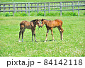牧場で遊ぶ美しいサラブレッドの仔馬 84142118