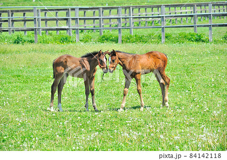 牧場で遊ぶ美しいサラブレッドの仔馬 牧場で遊ぶ美しいサラブレッドの仔馬 84142118