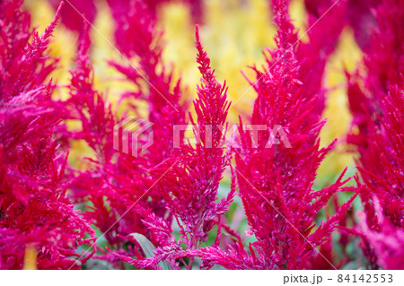 Beautiful flower in the park. Cockscomb, Chinese Wool Flower. Beautiful flower in the park. Cockscomb, Chinese Wool Flower. 84142553
