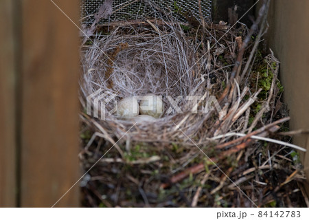 野鳥の巣の中 野鳥の巣の中 84142783
