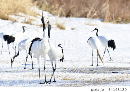 鳴き声をあげるタンチョウ 鳴き声をあげるタンチョウ 84143120