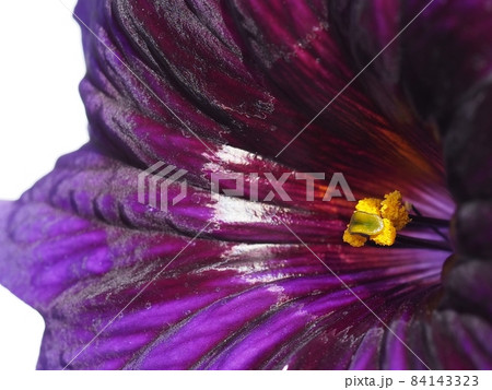 青紫花のサルピグロシスの花 Salpiglossis sinuata 青紫花のサルピグロシスの花 Salpiglossis sinuata 84143323