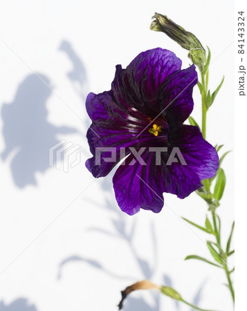 青紫花のサルピグロシスの花 Salpiglossis sinuata 84143324