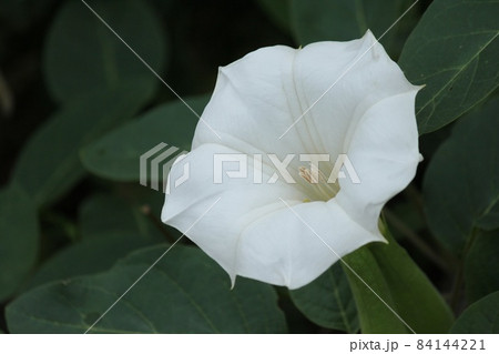 朝鮮朝顔 朝鮮朝顔 84144221