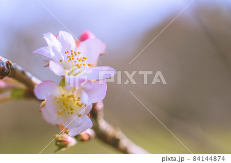 マクロ撮影した十月桜 84144874