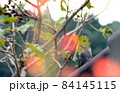 秋のイソヒヨドリのメス 84145115