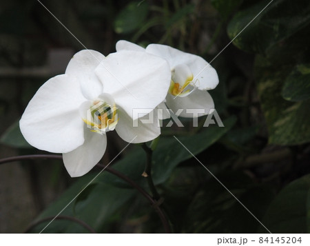 白い胡蝶蘭のお花 白い胡蝶蘭のお花 84145204