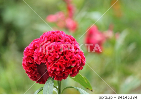 鶏頭の花 84145334