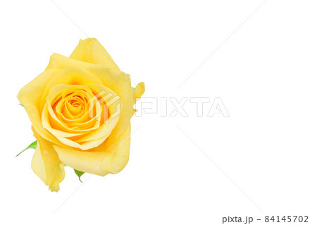 薔薇　黄色　黄色バラ　イエローローズ　バラ　ばら　 84145702