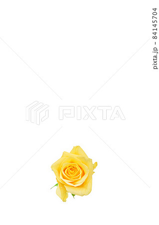 薔薇 黄色 黄色バラ イエローローズ バラ ばら 薔薇 黄色 黄色バラ イエローローズ バラ ばら 84145704