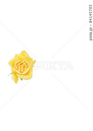 薔薇 黄色 黄色バラ イエローローズ バラ ばら 薔薇 黄色 黄色バラ イエローローズ バラ ばら 84145705