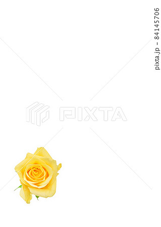 薔薇　黄色　黄色バラ　イエローローズ　バラ　ばら　 84145706