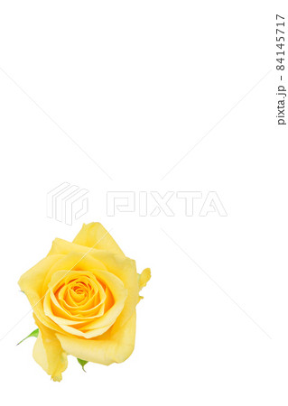 薔薇　黄色　黄色バラ　イエローローズ　バラ　ばら　 84145717