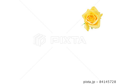 薔薇　黄色　黄色バラ　イエローローズ　バラ　ばら　 84145728