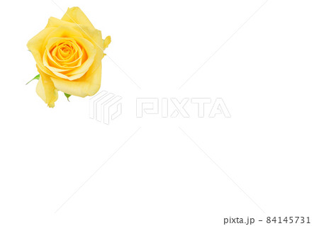 薔薇 黄色 黄色バラ イエローローズ バラ ばら 薔薇 黄色 黄色バラ イエローローズ バラ ばら 84145731