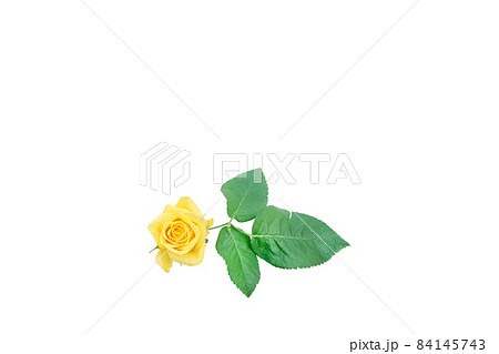 薔薇　黄色　黄色バラ　イエローローズ　バラ　ばら　 84145743