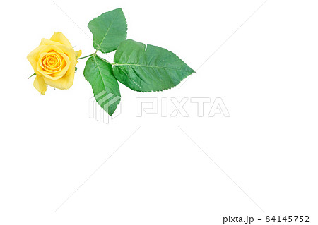 薔薇　黄色　黄色バラ　イエローローズ　バラ　ばら　 84145752
