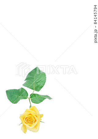 薔薇　黄色　黄色バラ　イエローローズ　バラ　ばら　 84145794