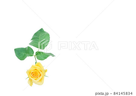 薔薇　黄色　黄色バラ　イエローローズ　バラ　ばら 84145834