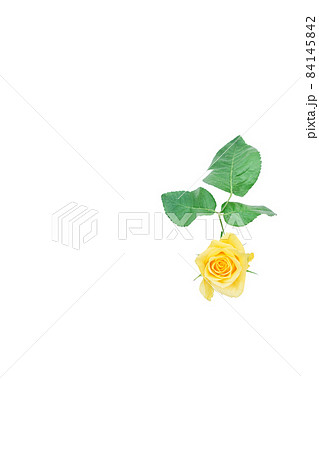 薔薇 黄色 黄色バラ イエローローズ バラ ばら 薔薇 黄色 黄色バラ イエローローズ バラ ばら 84145842