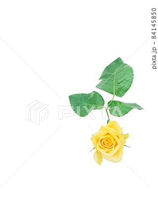 薔薇 黄色 黄色バラ イエローローズ バラ ばら 薔薇 黄色 黄色バラ イエローローズ バラ ばら 84145850