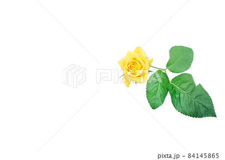 薔薇　黄色　黄色バラ　イエローローズ　バラ　ばら 84145865