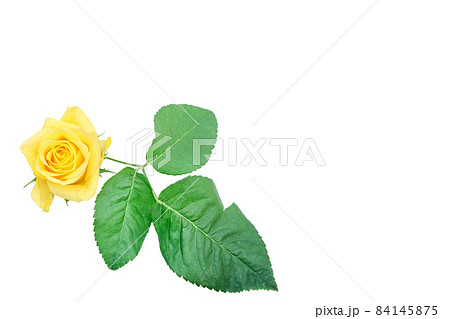 薔薇　黄色　黄色バラ　イエローローズ　バラ　ばら 84145875