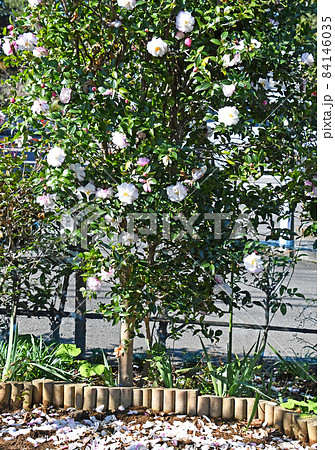花びらから散るサザンカ(山茶花) 花びらから散るサザンカ(山茶花) 84146035