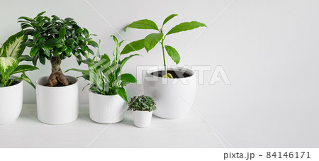 Young home plants Young home plants 84146171