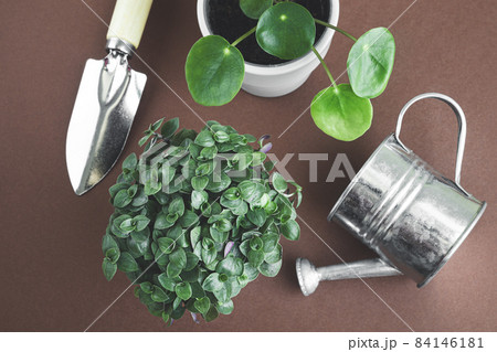 Young home plants of pilea and callisia and gardening tools on a dark background, top view, connecting with nature and home gardening concept Young home plants of pilea and callisia and gardening tools on a dark background, top view, connecting with nature and home gardening concept 84146181