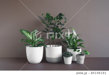 Different home plants - dieffenbachia or dumb cane plant, camellia sinensis, spathiphyllum, callisia and pilea in flower pots on a dark background, connecting with nature and home decor concept 84146191