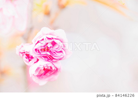 アップのカンザン桜 84146226