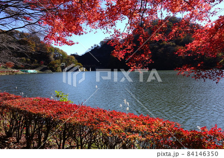 碓氷湖の紅葉 碓氷湖の紅葉 84146350