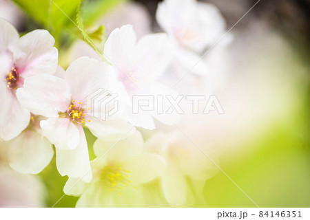 白背景にひとかたまりの桜。ちょっと見える葉はアクセント 白背景にひとかたまりの桜。ちょっと見える葉はアクセント 84146351