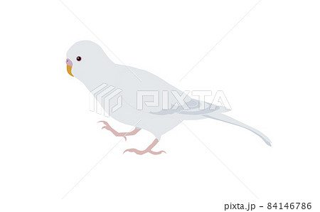 歩くアルビノセキセイインコのイラスト素材