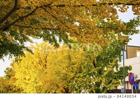 異国情緒あふれる神奈川県横浜市中区日本大通りの秋 84148034