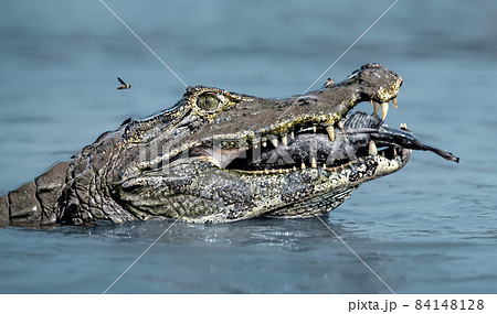 Close up of a Yacare caiman eating piranha in a river 84148128