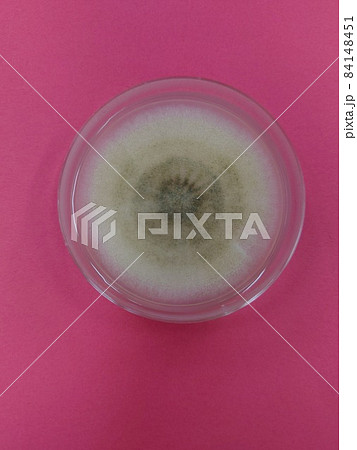 黒麹カビのコロニー 84148451