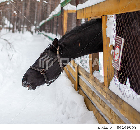 The black horse stuck his head over the fence to be fed. Breeding horses. Winter visit to the farm for horses. The black horse stuck his head over the fence to be fed. Breeding horses. Winter visit to the farm for horses. 84149008