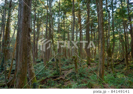 神秘的な森の中・青木ヶ原樹海 神秘的な森の中・青木ヶ原樹海 84149141