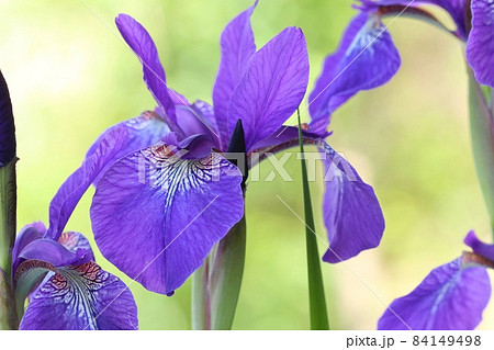 アヤメ 自然背景 紫色の花 日本的な花 クローズアップ アヤメ 自然背景 紫色の花 日本的な花 クローズアップ 84149498